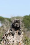 CANE CORSO 347